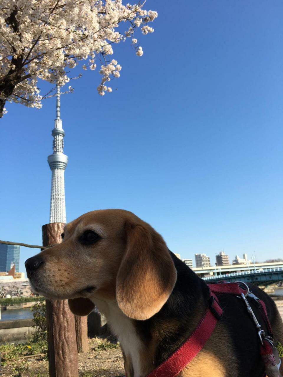 Ryokan Nakadaya Tokio Buitenkant foto